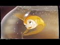 Pinocchio Special Edition VHS UK Closing 2003