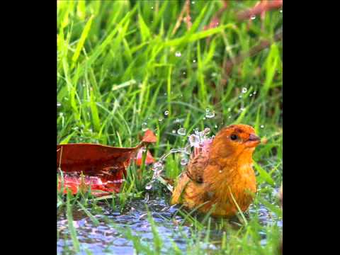 Tião Carreiro e Pardinho - Lá onde eu moro