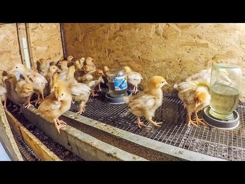 , title : 'Выращивание Цыплят Температура в Брудере для Цыплят - zolotyeruki'