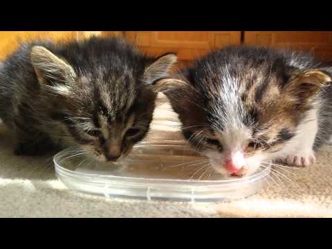 Pair of tiny kittens drink water for first time - YouTube