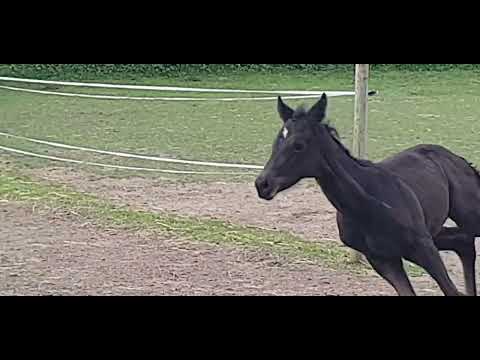 Stutfohlen v.Majestic Taonga Mutter Stpr.v.Sir Donnerhall-Don Davidoff