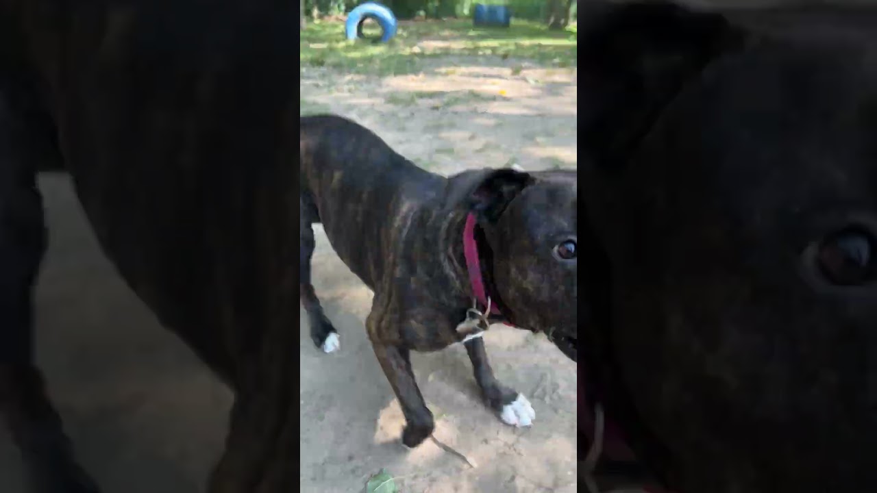 Black Beauty, a Adoptable Mixed Breed in Grand Rapids, MI video 6/6