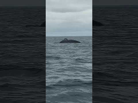 Best whale watching at Puerto Madryn, Argentina