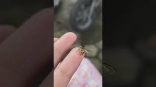 Download lagu What other unique facts about bees? Comment below! #shakilakham #animals #shorts #bees mp3