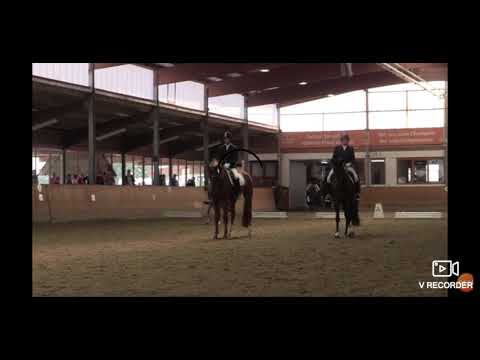 6j. Fuchs Wallach Stm.1,80m Dimaggio x Polygraf 2 mal A-Dre. gewonnen. www.stöcker-verkaufspferde.de