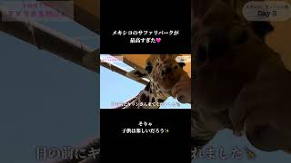 【子連れメキシコ旅行】モントレーのサファリパークが楽しすぎた✨ #不器用ママのアメリカ奮闘記 #海外旅行 #夏休み #子連れ #旅行