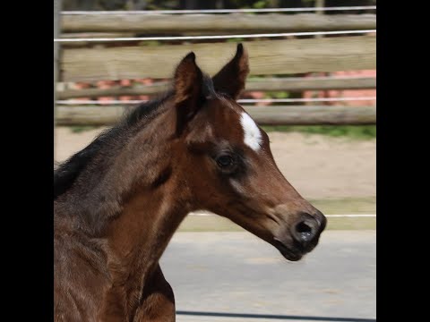 -sold- Quadriga : Colt by Selectric ideal for smaler rider