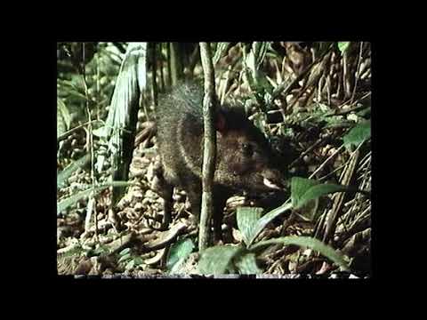 Ewan Jansen - Astute Suit [O MATO-ONE]