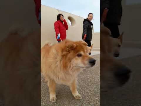 Erika Nicoleta Cochintoiu si Florinel Hazim Cochintoiu