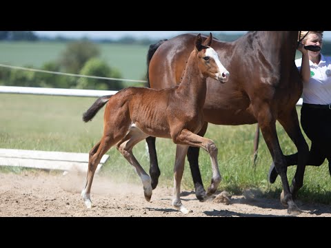 Nr. 7 Hengstfohlen "Tolisso" von Freiherr von Stein - Connery