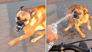 ANIMAIS QUE TIVERAM O QUE MERECIAM