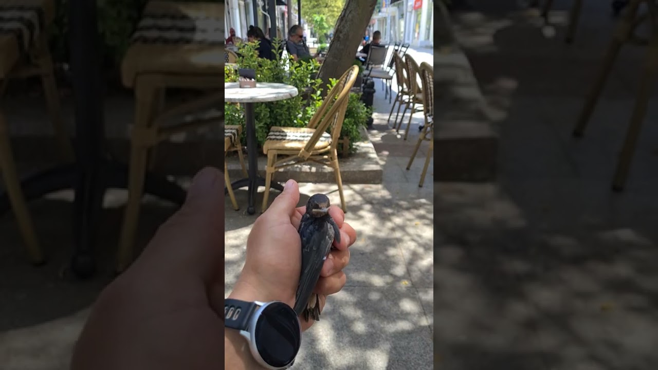 Lastavica tek iz gnijezda(2)