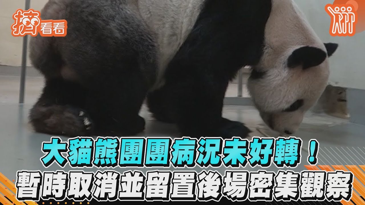 心疼!貓熊「團團」活動力再降、躺吃竹葉 再做MRI檢查