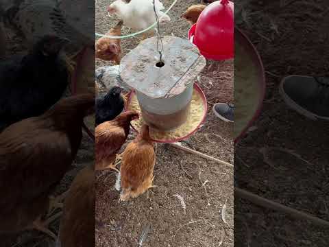 Plantel de galinha caipira em Tanhacu Bahia #subscribe