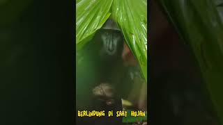 Download lagu Induk kera berlindung di saat hujan mp3