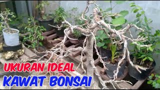 Download lagu JANGAN SALAH !!! INI UKURAN IDEAL KAWAT BONSAI mp3