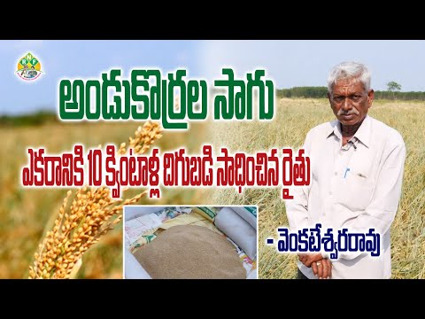 download lagu mp3 mp4 Brown Top Millet Cultivation In Telugu, download lagu Brown Top Millet Cultivation In Telugu gratis, unduh video klip Brown Top Millet Cultivation In Telugu
