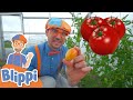 Blippi Visits A Farm Learn About Healthy Eating For Kids Educational Videos For Toddlers