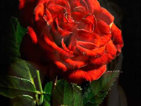 The Heart - Tammy Wynette