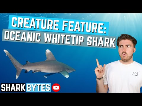 Creature Feature: Oceanic Whitetip Shark!