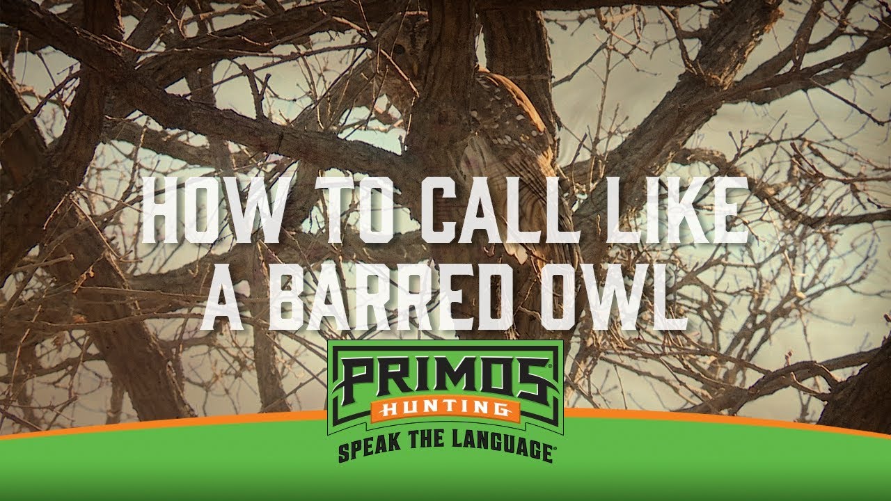 How to Owl Hoot with your Mouth