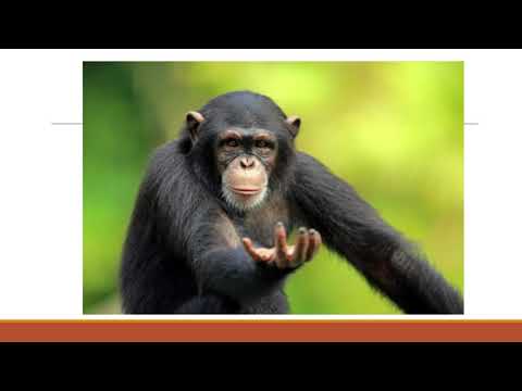 Part I of What Makes Language Unusual?