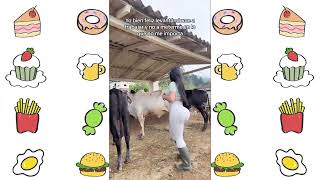 Big Bang Tiktok Challenge ?❤️‍?[Thick Tok Girls]?