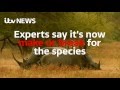 Stop the Slaughter: Battle to save the rhino