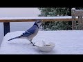 Calling Blue Jay With Clapping
