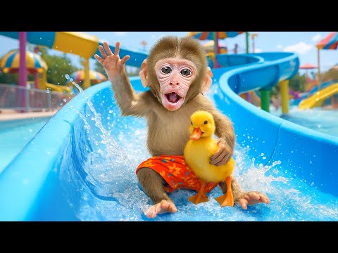KIKI Monkey Play GIANT Water Slide and Take care of monkey with Ducklings | KUDO ANIMAL KIKI