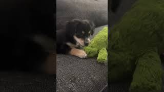 Video preview image #1 Chihuahua-Colonial Cocker Spaniel Mix Puppy For Sale in Corona, CA, USA