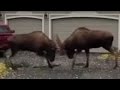 Moose Melee Caught On Camera