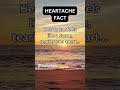 A Fact About Heartache