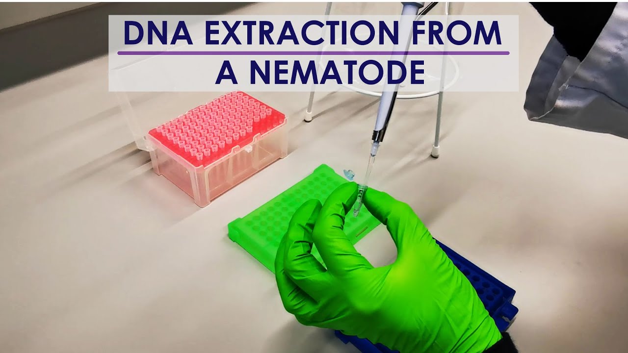 DNA EXTRACTION FROM SINGLE NEMATODE