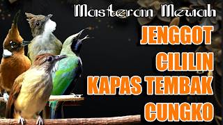 Download lagu CUCAK JENGGOT - CILILIN - KAPAS TEMBAK - CUCAK CUNGKO mp3 Download lagu CUCAK JENGGOT - CILILIN - KAPAS TEMBAK - CUCAK CUNGKO mp3