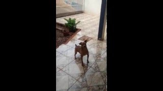preview picture of video 'Atiçando cachorro - Fokinha'