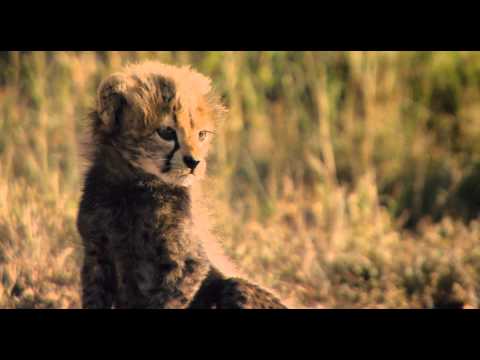 African Cats (Clip 'Herding Cats')