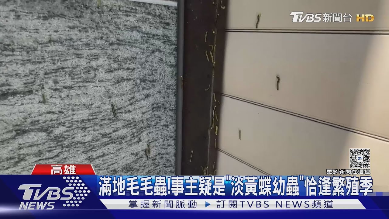 10縣市熱翻！高雄「蟲蟲危機」　爬滿住宅外牆超驚人