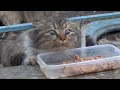 Fluffy Cat Is Afraid Of Me But Wants Food