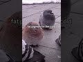 🕊️ fat pigeons in the cold 🥶🥶🥶