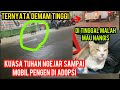 Kucing Liar Lagi Sakit Ngejar Ngejar Minta Di Adopsi Di Jalanan