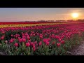 De Tulpenroute start weer