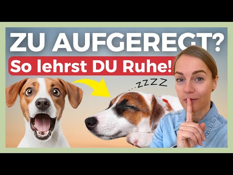 ❌ TOO EXCITED TO LISTEN? THAT'S WHY YOUR DOG IS IGNORING YOU – THE MISTAKE IS HAPPENING AT YOUR H...