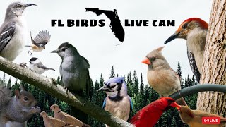 LIVE✨ FLORIDA Bird Feeder Cam ☀️ FRIDAY Birds, Squirrels, Nature Sounds #cattv #live #birdfeeder