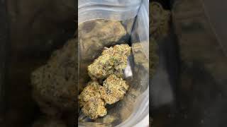 The soap by cookies Berner seedjunky genetics