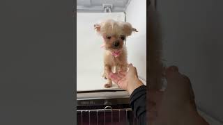 Video preview image #1 Maltese Puppy For Sale in Benton, LA, USA