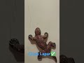 Cicak Vs Cicak