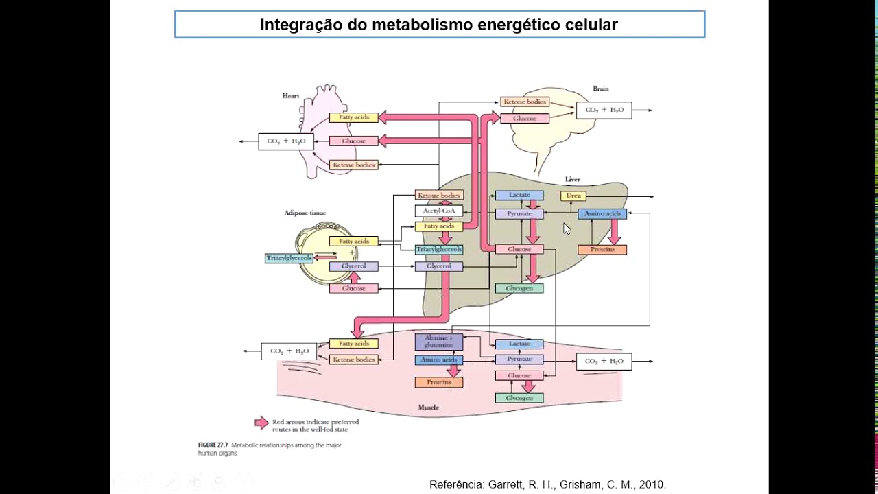 Integração do metabolismo energético - alimentado e jejum. Videoaula de "Bioquímica"