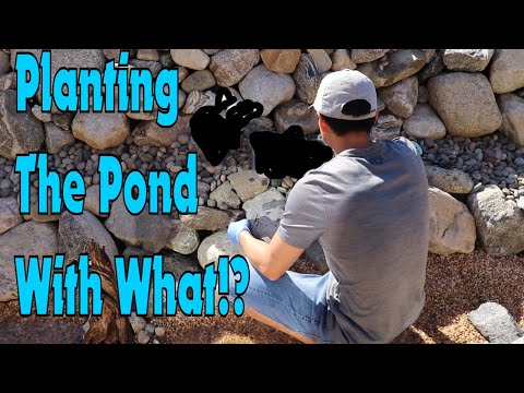 Building Front Yard Aquascape Fully Planted Koi Pond!! (Part 4) - How to Plant the Pond.