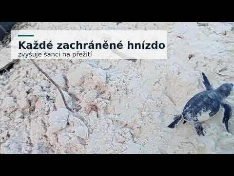 Pomozte chránit mořské želvy na jihu Keni